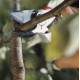 Sekatorius Gardena "Premium BP 50" 08702-20